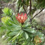 protea