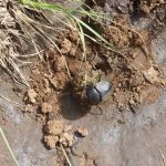 dung beetle