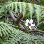 ferns and hibiscus