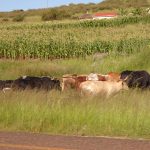 KZN