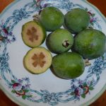 Feijoa