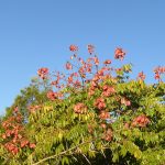 Koelreuteria paniculata