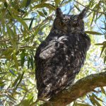 owl