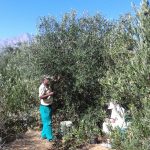picking olives