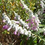 Salvia leucantha