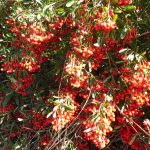 pyracantha