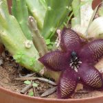 stapeliad