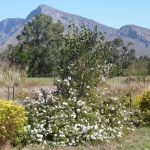 tecomaria and plumbago