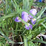 Algerian iris