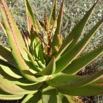 aloes eaten