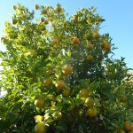 citrus tree
