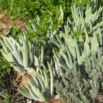 cotyledon