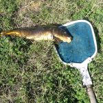 carp dead