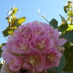 dombeya