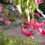 Easter Cactus
