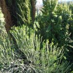 euphorbia