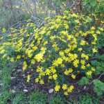 euryops