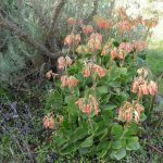 cotyledon