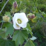 hibiscus mutabilis