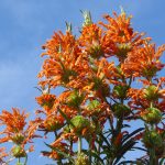 Leonurus leonotis