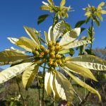 poinsettia