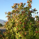 medlar