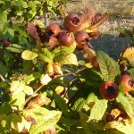 medlars