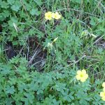 oxalis