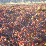 red vines