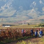 pruning vines