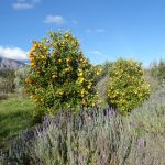 oranges and lavender