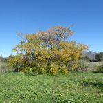 syringa