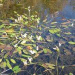 waterblommetjies