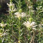 White Leonurus leonotis