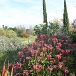 succulent garden