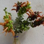 salvia