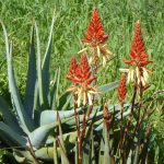 Aloe hybrid