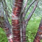 bark