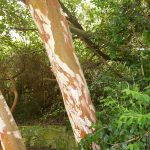 bark