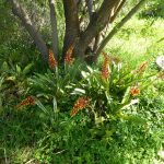 bromeliads