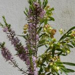 plants