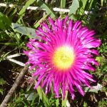 carpobrotus