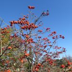 erythrina
