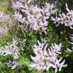 ginger bush