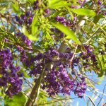 hardenbergia