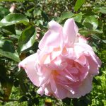 rose