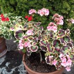 pelargoniums