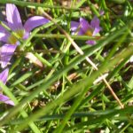 romulea