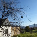 weaver nests