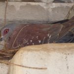 nesting bird